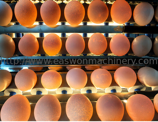 Stainless Steel Material 5 Grade Egg Sorter Grading and Candling Machine