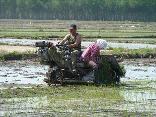 Landbouw 6 Rijen Paddy Transplanter Machine, 300mm Rij Ruimtemini rice transplanter