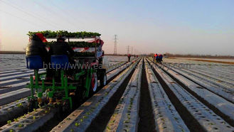 6000 - 8000plants/Hour plantaardige Afstand van de Plantmachinerij 30 - 60cm